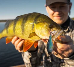 Headbanger Cranky Shad -Magasin De Matériel De Pêche CS 25 SS BKr 4