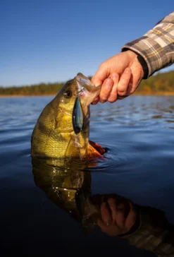 Headbanger Cranky Shad -Magasin De Matériel De Pêche CS 25 SS BKr 5