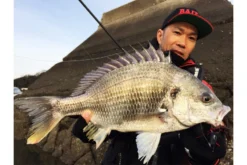 Megabass Honjikomi Bottle Shrimp 3'', 7,6cm (6-pack) 5 Megabass Honjikomi Bottle Shrimp 3'', 7,6cm (6-pack) -Magasin De Matériel De Pêche MB HBS3 4513473290855r 3