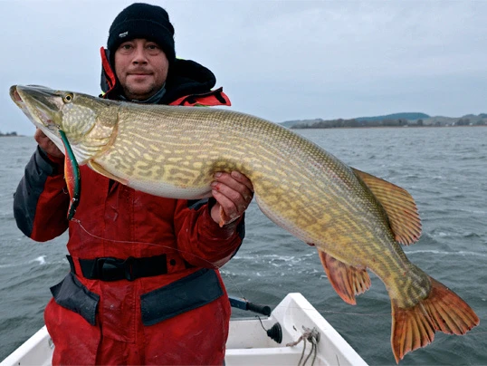 Westin Platypus 19 Cm - Sjunkande 3 Westin Platypus 19 Cm - Sjunkande – Image 3